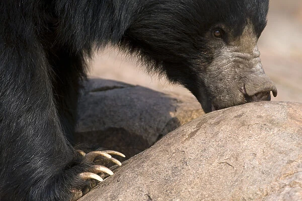 Sloth Bear (Melursus ursinus) foraging on rocks. Karnataka, India, March