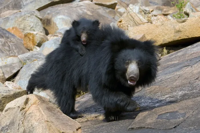 Framed Print : Sloth Bear (Melursus ursinus) mother with cub riding on her back. Karnataka, India, April Framed Print : Sloth Bear (Melursus ursinus) mother with cub riding on her back. Karnataka, India, April