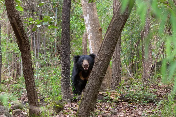 Framed Print : Sloth bear (Melursus ursinus) peering from behind two trees in forest, Bandhavgarh Tiger Reserve, Madhya Pradesh, India Framed Print : Sloth bear (Melursus ursinus) peering from behind two trees in forest, Bandhavgarh Tiger Reserve, Madhya Pradesh, India