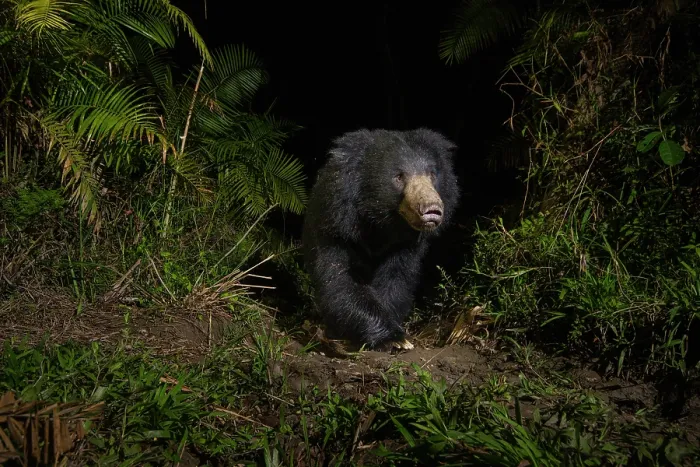 Framed Print : Sloth bear (Melursus ursinus) walking through cane forest at night, Kaziranga Tiger Reserve, Assam, India. Camera trap image Framed Print : Sloth bear (Melursus ursinus) walking through cane forest at night, Kaziranga Tiger Reserve, Assam, India. Camera trap image