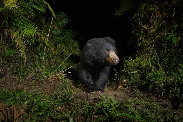 Framed Print : Sloth bear (Melursus ursinus) walking through cane forest at night, Kaziranga Tiger reserve, Assam, India. Camera trap image Framed Print : Sloth bear (Melursus ursinus) walking through cane forest at night, Kaziranga Tiger reserve, Assam, India. Camera trap image