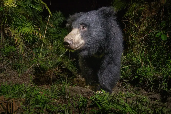 Framed Print : Sloth bear (Melursus ursinus) walking through cane forest at night, Kaziranga Tiger reserve, Assam, India. Camera trap image Framed Print : Sloth bear (Melursus ursinus) walking through cane forest at night, Kaziranga Tiger reserve, Assam, India. Camera trap image