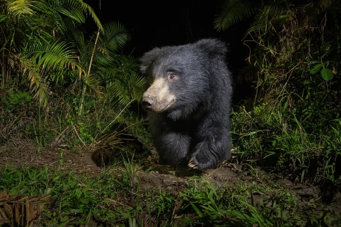 Framed Print : Sloth bear (Melursus ursinus) walking through cane forest at night, Kaziranga Tiger reserve, Assam, India. Camera trap image