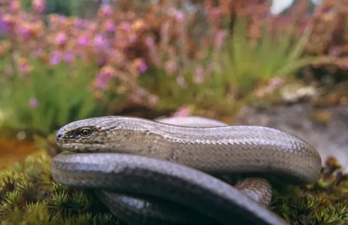 Framed Print : Slow worm {Anguis fragilis} adult male, Dorset, UK Framed Print : Slow worm {Anguis fragilis} adult male, Dorset, UK