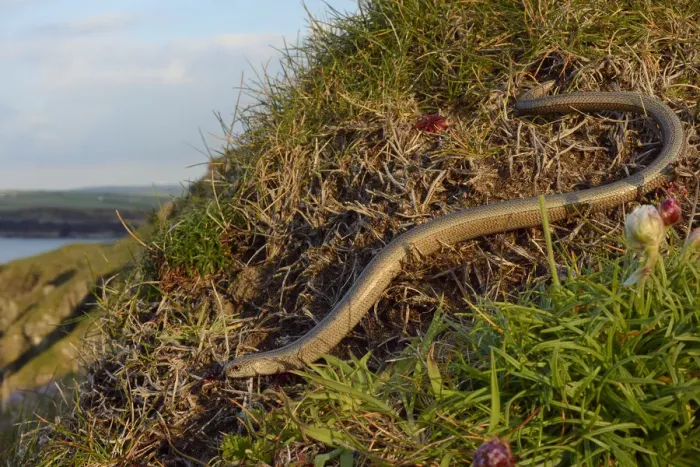 Framed Print : Slow worm (Anguis fragilis) on coastal clifftop grassland. Cornwall, England, UK. May Framed Print : Slow worm (Anguis fragilis) on coastal clifftop grassland. Cornwall, England, UK. May