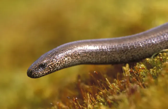 Framed Print : Slow Worm {Anguis fragilis} female Cairngorms, Scotland, UK Framed Print : Slow Worm {Anguis fragilis} female Cairngorms, Scotland, UK