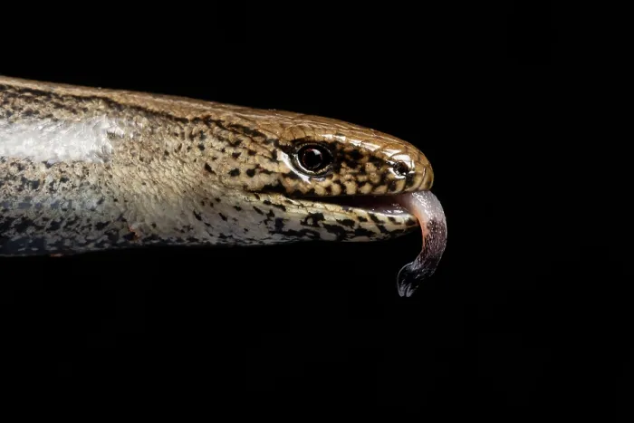 Framed Print : Slow-worm (Anguis fragilis) head portrait, with tongue out, Wye Valley, Monmouthshire, Wales, UK. August Framed Print : Slow-worm (Anguis fragilis) head portrait, with tongue out, Wye Valley, Monmouthshire, Wales, UK. August