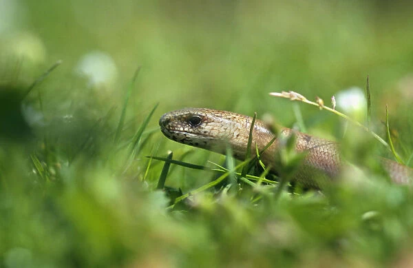 Slow worm {Anguis fragilis} UK