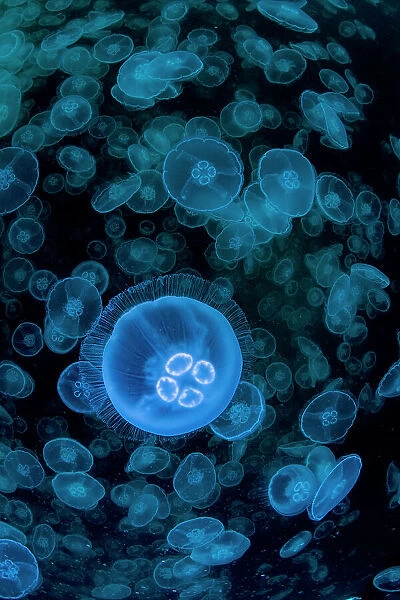 Smack of Moon jellyfish (Aurelia aurita), Prince William Sound, Alaska, USA, Pacific Ocean