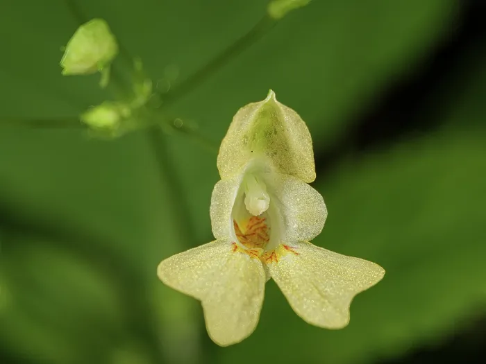 Framed Print : Small balsam (Impatiens parviflora) in flower, Rio Fuggio, Leonessa, Lazio, Italy. July Framed Print : Small balsam (Impatiens parviflora) in flower, Rio Fuggio, Leonessa, Lazio, Italy. July