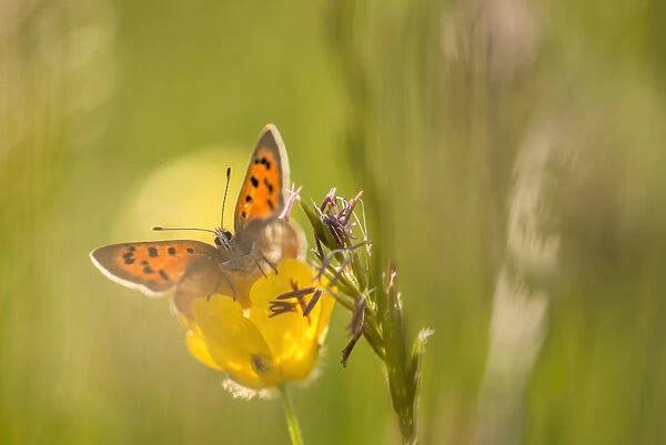Small Copper (Lycaena phlaeas) on buttercup in meadow, Cornwall, England, UK, May