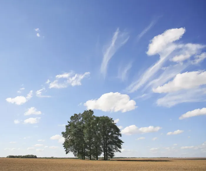 Framed Print : Small copse of trees under a summer sky. Champagne, France, July Framed Print : Small copse of trees under a summer sky. Champagne, France, July