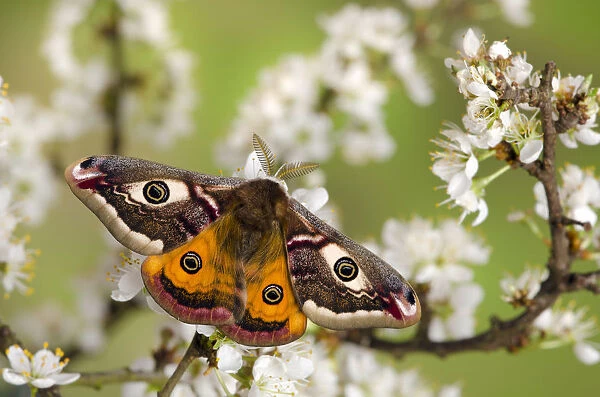 Small emperor moth (Saturnia pavonia) male with wings open showing eyespots on Blackthorn