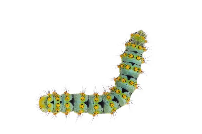Framed Print : Small emperor moth (Saturnia pavonia) caterpillar, Digne les Bains, France, May 2009 Framed Print : Small emperor moth (Saturnia pavonia) caterpillar, Digne les Bains, France, May 2009