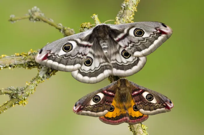 Framed Print : Small emperor moth (Saturnia pavonia) male (bottom) and female with wings open showing Framed Print : Small emperor moth (Saturnia pavonia) male (bottom) and female with wings open showing