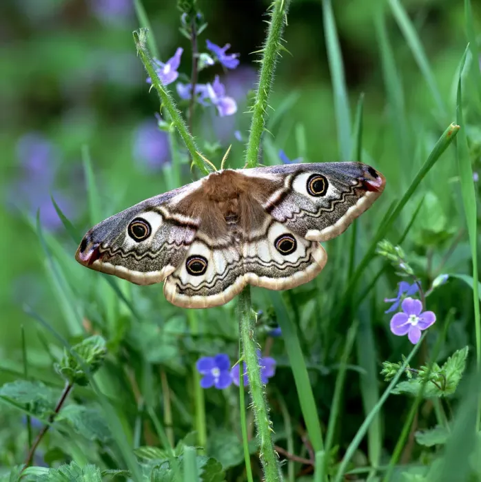 Framed Print : Small emperor moth (Saturnia pavonia) on Speedwell flowers, Annagarriff Wood NNR Framed Print : Small emperor moth (Saturnia pavonia) on Speedwell flowers, Annagarriff Wood NNR