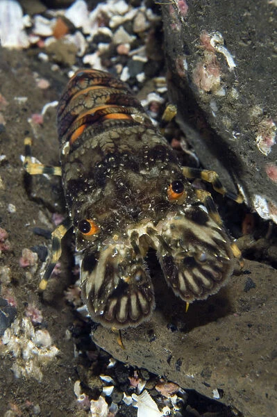 Small European locust lobster (Scyllarus arctus) portrait, Pico, Azores, Portugal