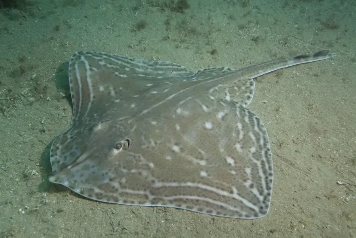 Framed Print : Small-eyed Ray (Raja microocellata) on sea floor, Bouley Bay, Jersey, British Channel Islands Framed Print : Small-eyed Ray (Raja microocellata) on sea floor, Bouley Bay, Jersey, British Channel Islands