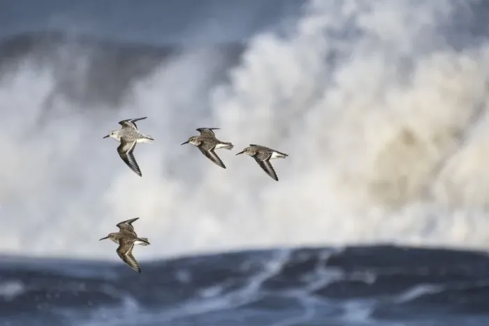 Framed Print : Small flock of Dunlin (Calidris alpina) with a Sanderling (Calidris alba) flying Framed Print : Small flock of Dunlin (Calidris alpina) with a Sanderling (Calidris alba) flying