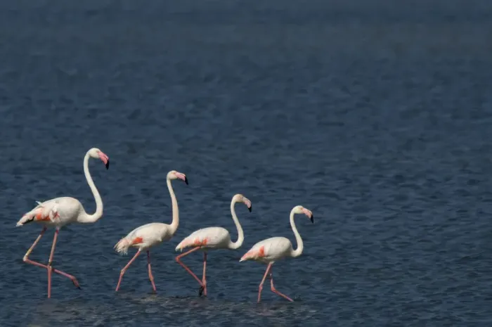 Framed Print : Small flock of Greater flamingo (Phoenicopterus roseus) wading on inland Kalloni lake Framed Print : Small flock of Greater flamingo (Phoenicopterus roseus) wading on inland Kalloni lake