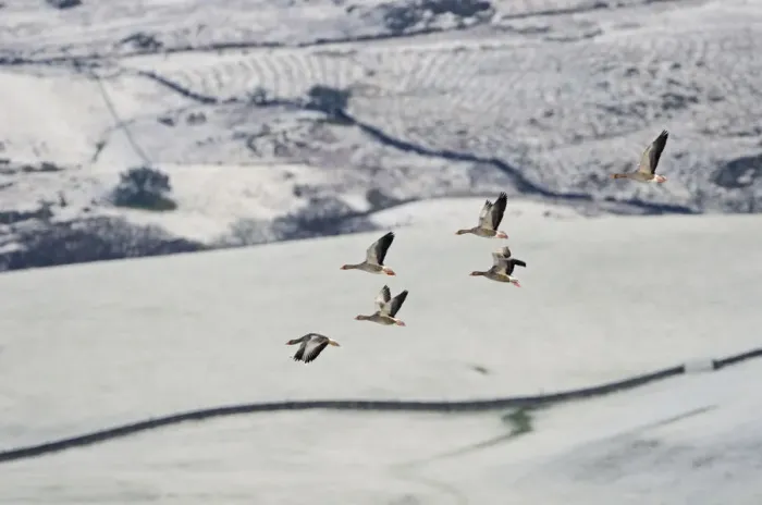 Framed Print : Small flock of Greylag geese (Anser anser) flying over snow covered fields, Ken-Dee Framed Print : Small flock of Greylag geese (Anser anser) flying over snow covered fields, Ken-Dee