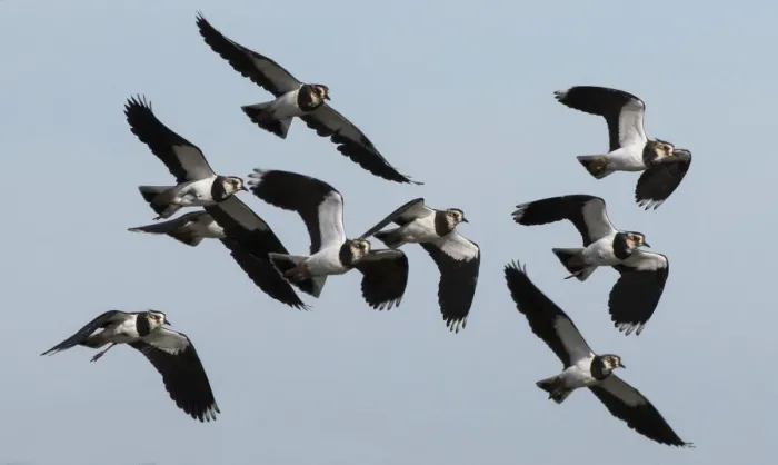 Framed Print : Small flock of Lapwings (Vanellus vanellus) flying in to rest after migration. Cresswell Pond