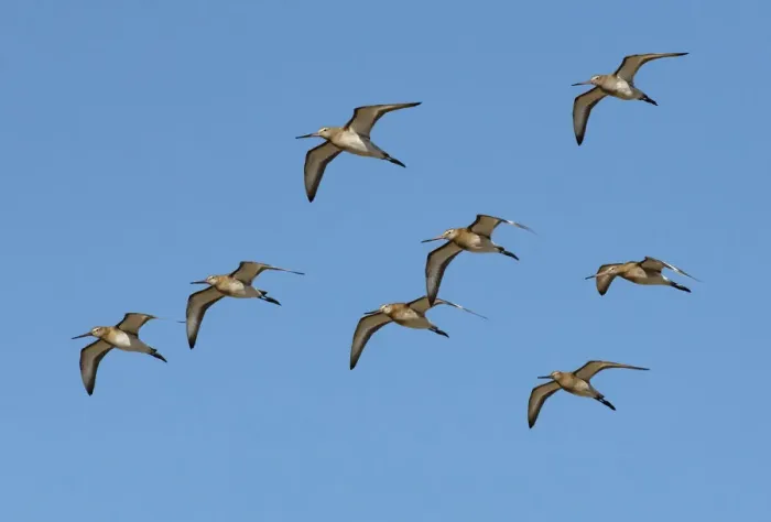Framed Print : Small flock of migrating Black-tailed godwits (Limosa limosa) in flight against a bright blue sky, River Coquet Estuary, Northumberland, UK. September Framed Print : Small flock of migrating Black-tailed godwits (Limosa limosa) in flight against a bright blue sky, River Coquet Estuary, Northumberland, UK. September
