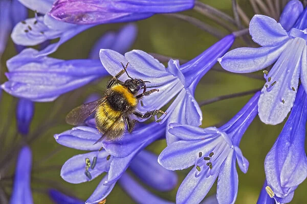 Small garden bumblebee (Bombus hortorum) landing on an Agapanthus flower in garden
