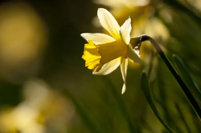 Framed Print : Small group of flowering Wild daffodils (Narcissus pseudonarcissus), with out of focus Framed Print : Small group of flowering Wild daffodils (Narcissus pseudonarcissus), with out of focus