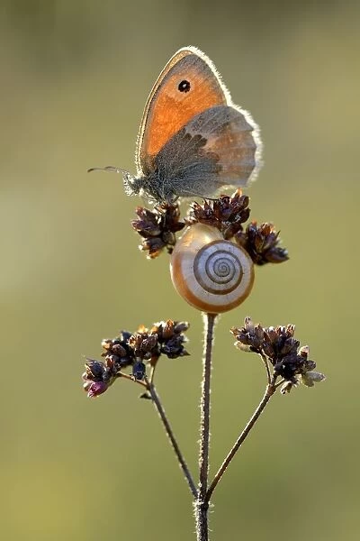 Small heath butterfly (Coenonympha pamphilus) and snail, Ottange, Lorraine, France
