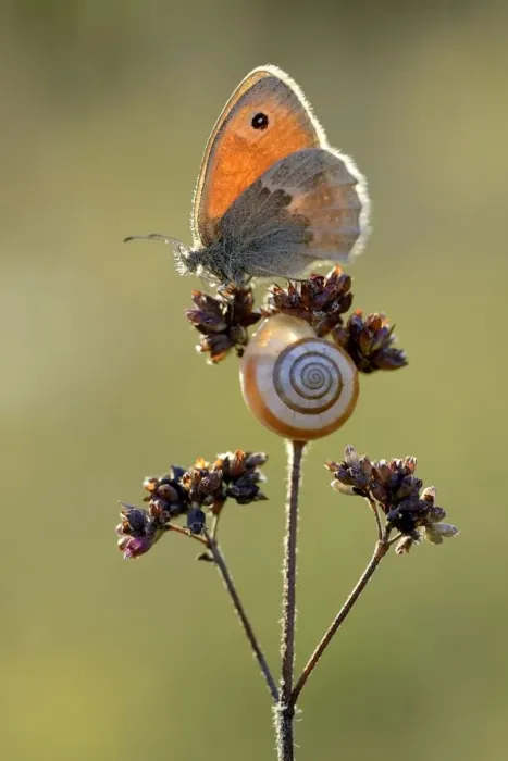 Framed Print : Small heath butterfly (Coenonympha pamphilus) and snail, Ottange, Lorraine, France Framed Print : Small heath butterfly (Coenonympha pamphilus) and snail, Ottange, Lorraine, France