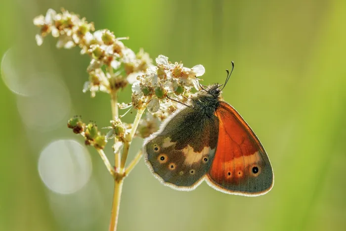 Framed Print : Small heath (Coenonympha pamphilus) butterfly resting on a flower, Upper Bavaria, Germany. July Framed Print : Small heath (Coenonympha pamphilus) butterfly resting on a flower, Upper Bavaria, Germany. July