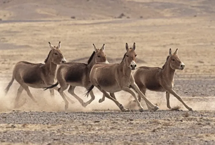 Framed Print : Small herd of Asiatic Wild Ass (Equus hemionus) running, Gobi National Park, Mongolia Framed Print : Small herd of Asiatic Wild Ass (Equus hemionus) running, Gobi National Park, Mongolia