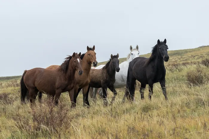 Framed Print : Small herd of wild Zhabe horses standing alert in the steppe, Abay, Kazakhstan Framed Print : Small herd of wild Zhabe horses standing alert in the steppe, Abay, Kazakhstan