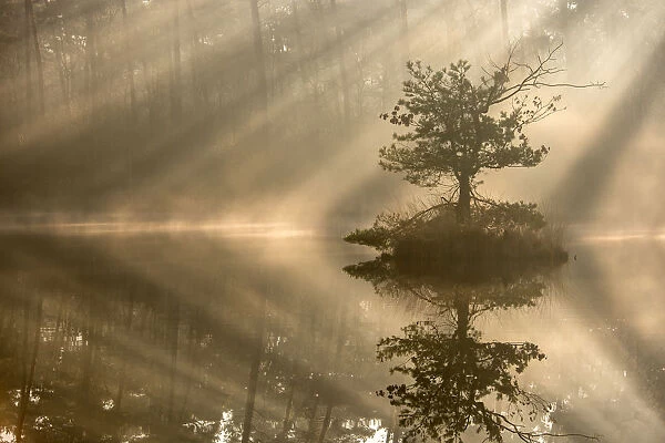 Small island with a pine tree in the first rays of sunlight on a misty morning, Oisterwijkse