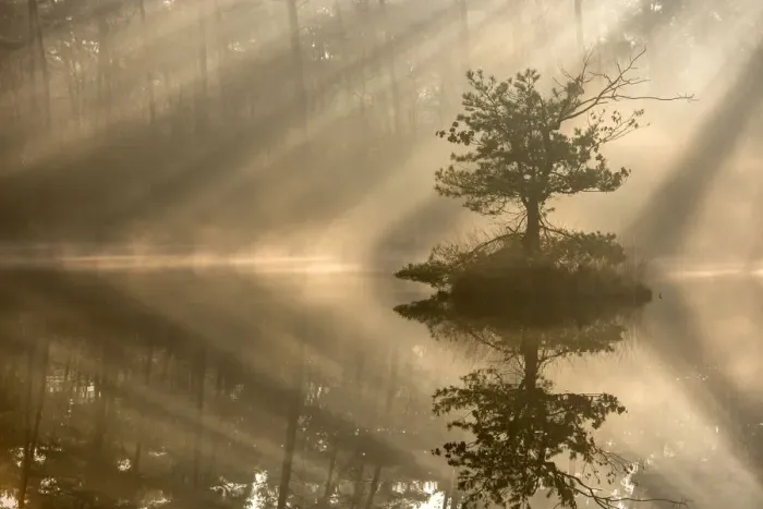 Framed Print : Small island with a pine tree in the first rays of sunlight on a misty morning, Oisterwijkse Framed Print : Small island with a pine tree in the first rays of sunlight on a misty morning, Oisterwijkse