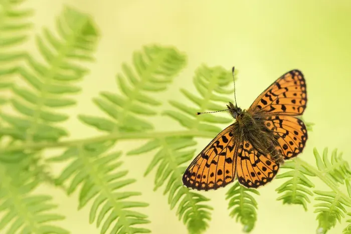 Framed Print : Small pearl-bordered fritillary (Boloria selene), Marsland mouth, Cornwall / Devon, UK. May 2017 Framed Print : Small pearl-bordered fritillary (Boloria selene), Marsland mouth, Cornwall / Devon, UK. May 2017