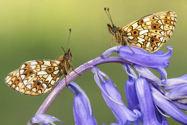 Two small pearl-bordered fritillary butterflies (Boloria selene) resting on bluebell, Marsland mouth, North Devon, UK. May 2017