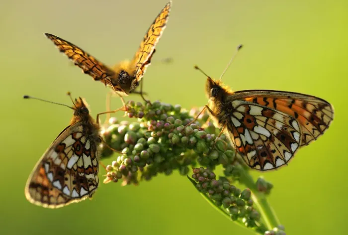 Framed Print : Three Small pearl-bordered fritillary butterflies{Boloria selene} gathered on a flower head Framed Print : Three Small pearl-bordered fritillary butterflies{Boloria selene} gathered on a flower head