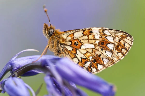 Small Pearl-bordered Fritillary Butterfly (Boloria selene) resting on bluebell. Boscastle
