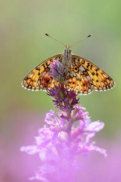 Small pearl-bordered fritillary butterfly (Boloria selene) resting on wildflower, the Netherlands. July