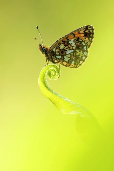 Framed Print : Small pearl-bordered fritillary butterfly (Boloria selene) roosting on Harts tongue fern (Asplenium scolopendrium), Marsland Mouth, Cornwall, UK, May 2023