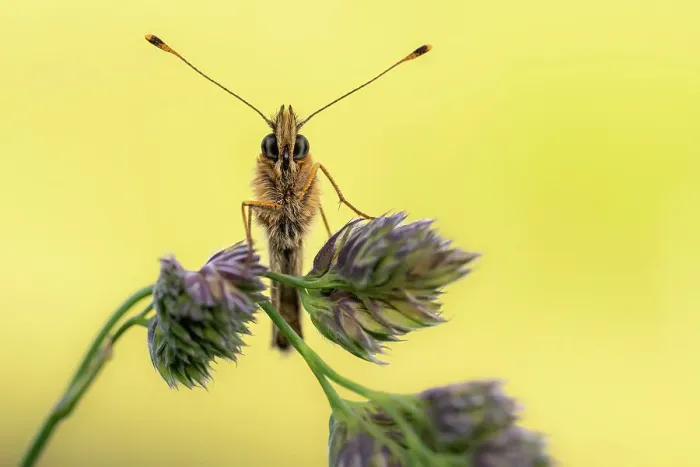 Framed Print : Small pearl-bordered fritillary butterfly {Boloria selene} head-on view, resting on grass, Cornwall, UK. June Framed Print : Small pearl-bordered fritillary butterfly {Boloria selene} head-on view, resting on grass, Cornwall, UK. June