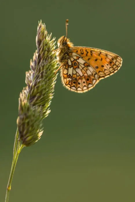 Framed Print : Small pearl bordered fritillary butterfly (Boloria selene) resting on grass, backlit underwing Framed Print : Small pearl bordered fritillary butterfly (Boloria selene) resting on grass, backlit underwing