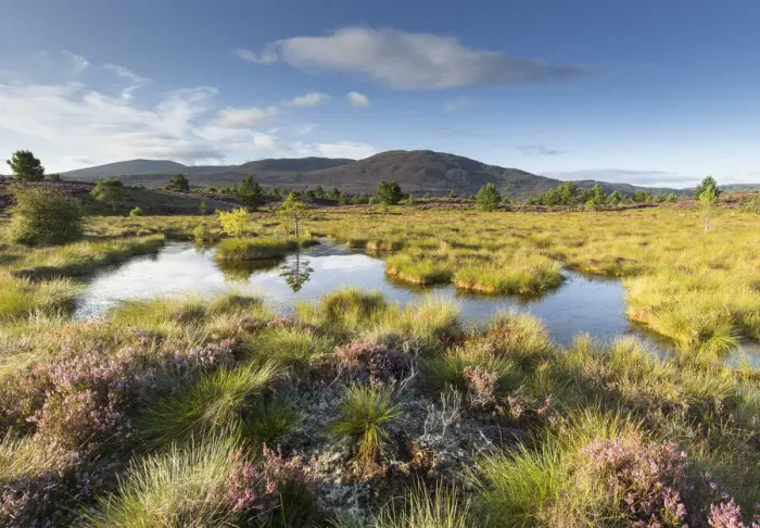 Framed Print : Small pool on bog moorland, Tulloch Moor, Cairngorms National Park, Scotland, UK. August, 2017 Framed Print : Small pool on bog moorland, Tulloch Moor, Cairngorms National Park, Scotland, UK. August, 2017