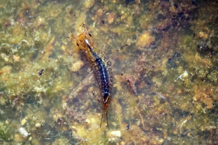 Framed Print : Small predatory diving beetle (Hydroporus sp.) larva with pond algae and detritus, Hatterall Hill, Herefordshire, England, UK. April. Captive Framed Print : Small predatory diving beetle (Hydroporus sp.) larva with pond algae and detritus, Hatterall Hill, Herefordshire, England, UK. April. Captive