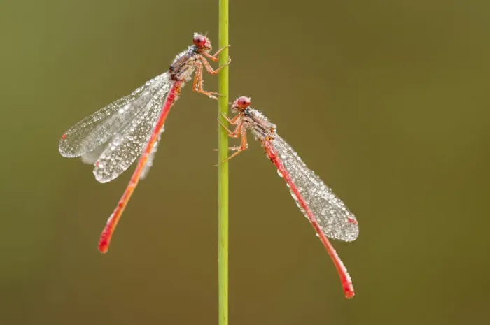 Framed Print : Small red damselflies {Ceriagrion tenellum} covered in morning dew, Arne (RSPB) Nature Reserve Framed Print : Small red damselflies {Ceriagrion tenellum} covered in morning dew, Arne (RSPB) Nature Reserve