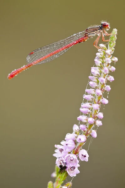 Small red damselfly (Ceriagrion tenellum) covered in dew, Arne RSPB reserve, Dorset