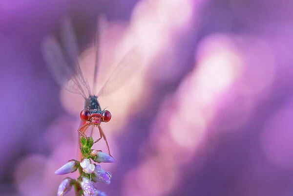 Small red damselfly (Ceriagrion tenellum) resting on Heather flower. The Netherlands. August