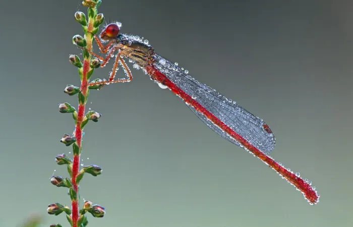 Framed Print : Small red damselfly (Ceriagrion tenellum) in morning dew, Belgium Framed Print : Small red damselfly (Ceriagrion tenellum) in morning dew, Belgium